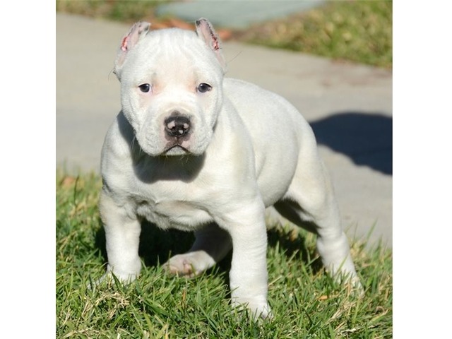 Blue Nose Pitbull Puppies - Animals - Abbyville - Kansas -  announcement-33517