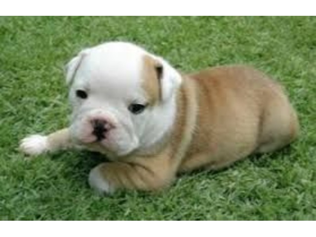 Adorable English Bulldog Puppies For Re Homing' Animals