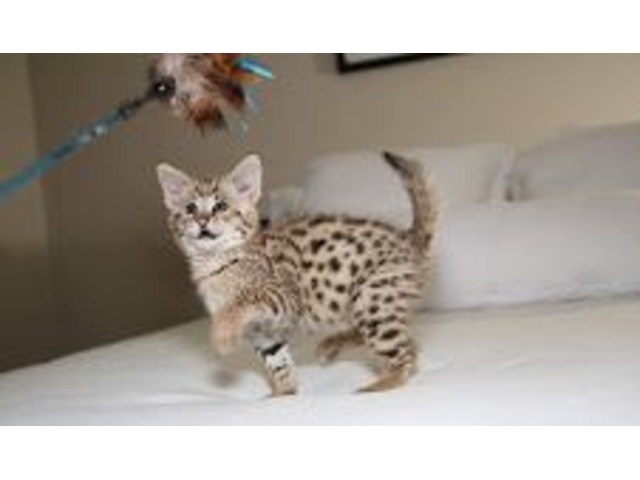 Loving Savannah Kittens  For Adoption  Animals Omaha  