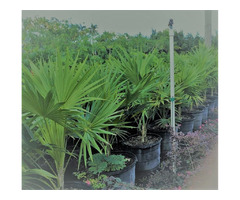 Thatch Palm No Reasonable Offer Refused. Inventory Liquidation | free-classifieds-usa.com - 1