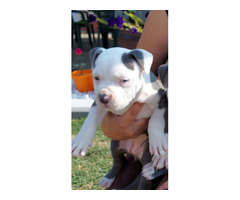 American Staffordshire Terrier  Blueline puppies | free-classifieds-usa.com - 1