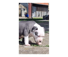 American Staffordshire Terrier  Blueline puppies | free-classifieds-usa.com - 2