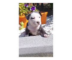 American Staffordshire Terrier  Blueline puppies | free-classifieds-usa.com - 3