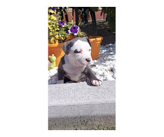 American Staffordshire Terrier  Blueline puppies | free-classifieds-usa.com - 4