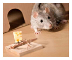 Qualified Exterminator Rodent Control in Sarasota, FL. | free-classifieds-usa.com - 1