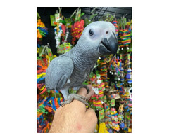 African Grey Congo Parrots for Sale | free-classifieds-usa.com - 1
