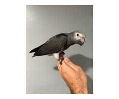 African Grey Timneh Parrots for Sale | free-classifieds-usa.com - 1