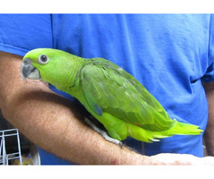 Yellow Naped Amazons for Sale | free-classifieds-usa.com - 1