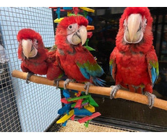 Green Wing Macaws for Sale | free-classifieds-usa.com - 1