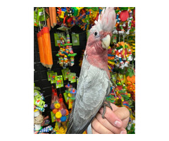 Rose Breasted Cockatoos for Sale | free-classifieds-usa.com - 1