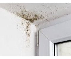 Mold Removal Express in Colorado Springs | free-classifieds-usa.com - 1