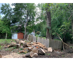 Marco Professional Tree Services | free-classifieds-usa.com - 2