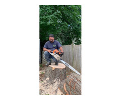 Marco Professional Tree Services | free-classifieds-usa.com - 4