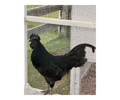 Chickens and chicks for sale | free-classifieds-usa.com - 1
