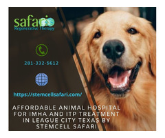Affordable Animal Hospital For IMHA and ITP Treatment In League City Texas By Stemcell Safari | free-classifieds-usa.com - 1