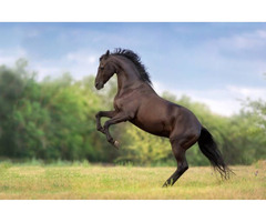 Best and popular horse breeds for sale for good experience | free-classifieds-usa.com - 1