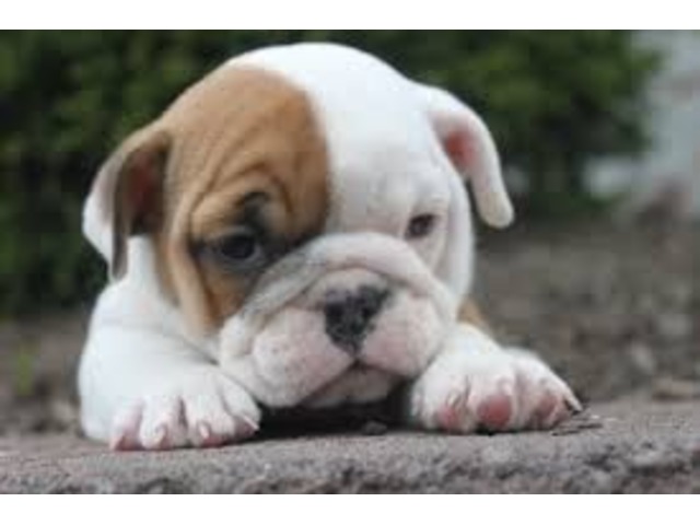 .English bulldog puppies for adoption. Animals