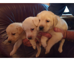 Labrador retriever puppies | free-classifieds-usa.com - 2