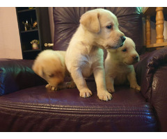 Labrador retriever puppies | free-classifieds-usa.com - 3