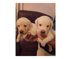 Labrador retriever puppies | free-classifieds-usa.com - 4