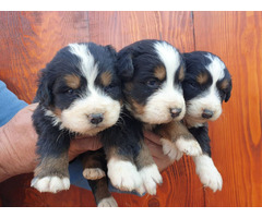 Bernese Mountain Dog  puppies | free-classifieds-usa.com - 1