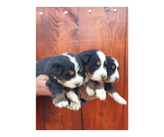 Bernese Mountain Dog  puppies | free-classifieds-usa.com - 2