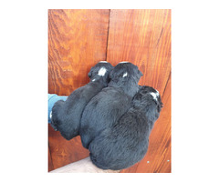 Bernese Mountain Dog  puppies | free-classifieds-usa.com - 3