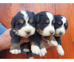 Bernese Mountain Dog  puppies | free-classifieds-usa.com - 4