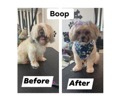 Dog Grooming Salon in Chicago - The Best Dog Care Services in Chicago | free-classifieds-usa.com - 1