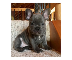Buy 11 Weeks Old Female Puppy  | free-classifieds-usa.com - 1