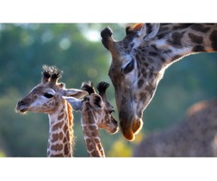Enjoy The Most spectacular Safari Holiday | free-classifieds-usa.com - 1