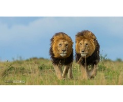 African Safari Holidays for All | free-classifieds-usa.com - 2