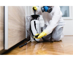 Fast and Professional Pest Control Services in Holmes Beach. | free-classifieds-usa.com - 1
