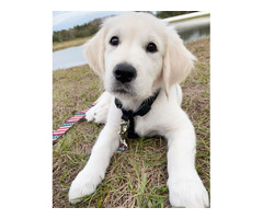 Home raised Golden retriever puppies for rehoming | free-classifieds-usa.com - 1