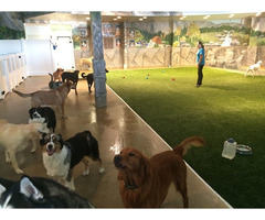 Half and Full Day Dog Daycare services in Puyallup | free-classifieds-usa.com - 1