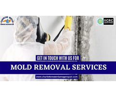 How Common Is Mold Grow In The Home? | free-classifieds-usa.com - 1