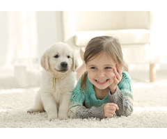 Get a Speedy Recovery with Pet Rehabilitation | free-classifieds-usa.com - 1