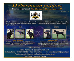 Dobermann puppies from the kennel Di Bolazo Bojke | free-classifieds-usa.com - 1