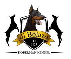Dobermann puppies from the kennel Di Bolazo Bojke | free-classifieds-usa.com - 4