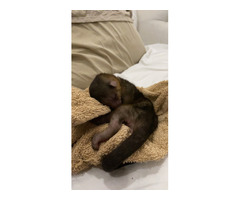 Baby Kinkajou - honey bear | free-classifieds-usa.com - 1