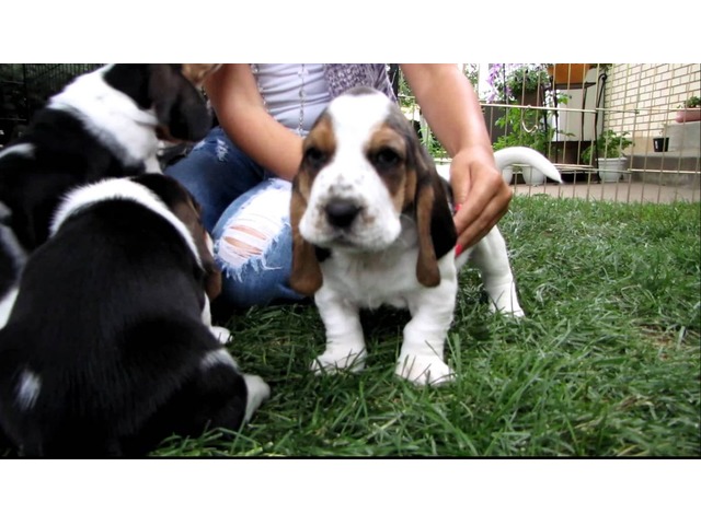 free basset hound puppies