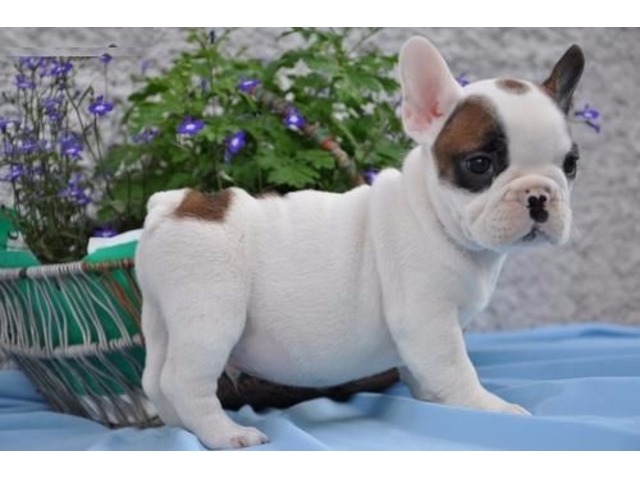 French Bulldog puppies for adoption Animals Artesia