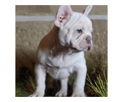 Adult French Female Bulldogs for Sale | free-classifieds-usa.com - 1