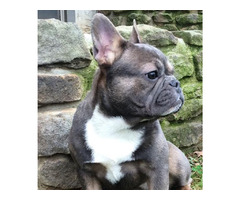 Adult French Female Bulldogs for Sale | free-classifieds-usa.com - 2