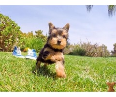 Quality Tiny Yorkie Puppies | free-classifieds-usa.com - 1