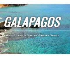 Natural adventures and marine live encounters in the Galapagos Islands | free-classifieds-usa.com - 1