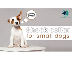 Shock Collars for Small Dogs | free-classifieds-usa.com - 1