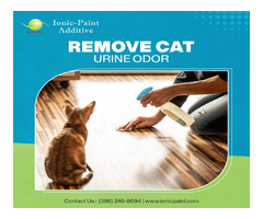 Remove Cat Urine Odors  | free-classifieds-usa.com - 1