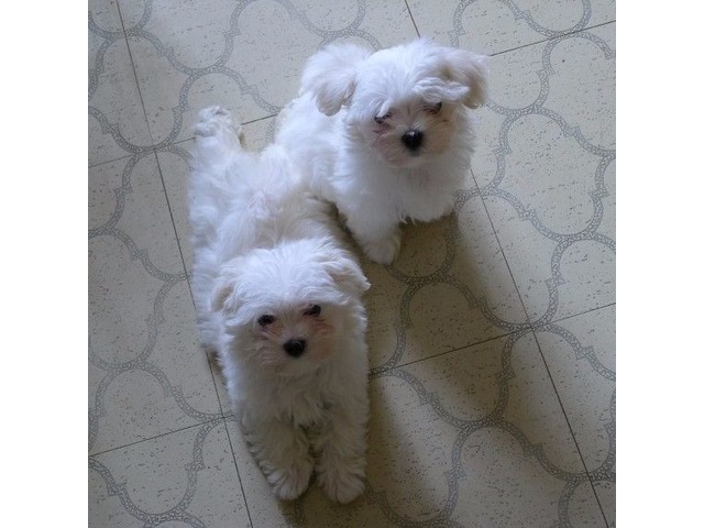 two maltese puppies for free adoption - Animals - Lake ...