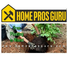 Find The Quality Services of Tree Planting in Miami Here! | free-classifieds-usa.com - 1